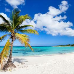 Palmier sur une plage de sable blanc et eau turquoise aux Bahamas