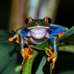 Grenouille dans une foret tropicale du Costa Rica