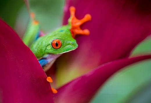 Grenouille du Costa Rica et Panama.jpg