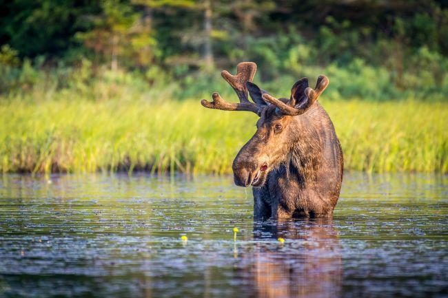 Orignal au cœur de la nature canadienne 