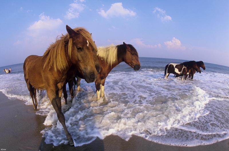 Poneys sauvages de Assateague Island, Maryland