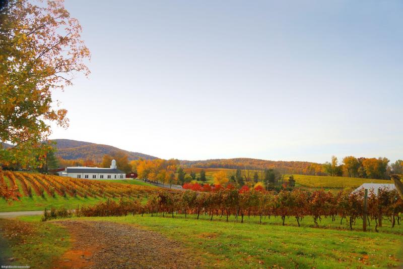 Vignobles à Barboursville aux alentours de Charlottesville en Virginie