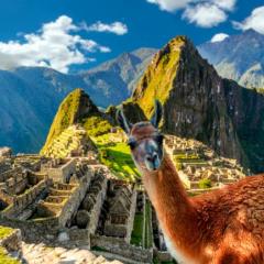 shutterstock_1176076525.jpg