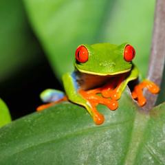 Grenouille