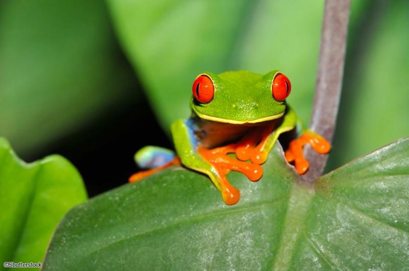 Voyage en petit groupe au Costa Rica