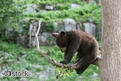 Découverte des ours en Mauricie