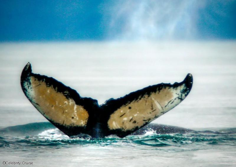 Observation des baleines en Alaska