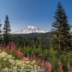 shutterstock_1113621857 Mt. Rainier National Park flowers.jpg
