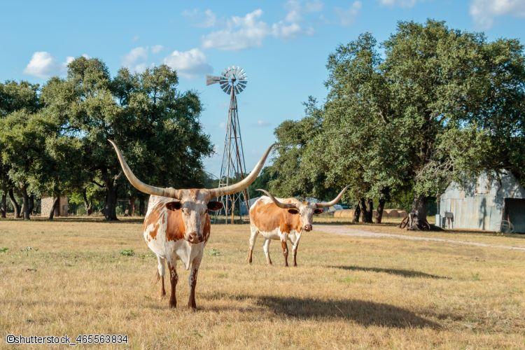Circuit en voiture à travers le Texas