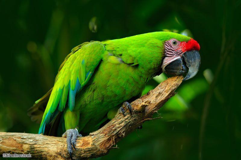 Perroquet du Costa Rica
