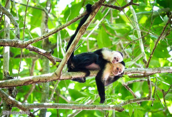 Singes au Costa Rica
