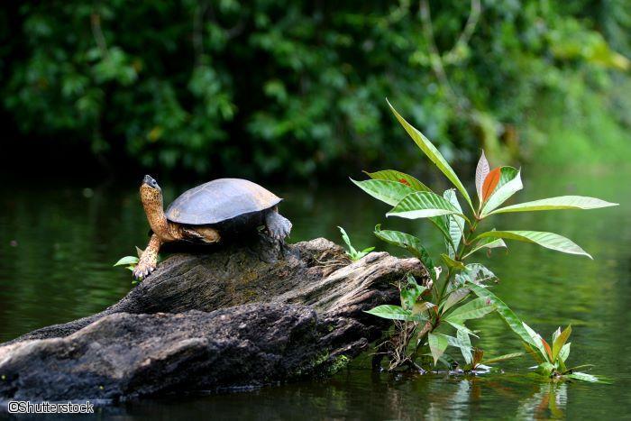 Tortue au Costa Rica