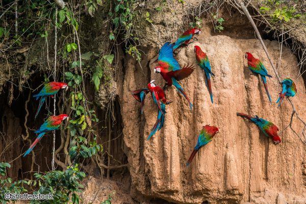 Perroquets en Amazonie au Pérou