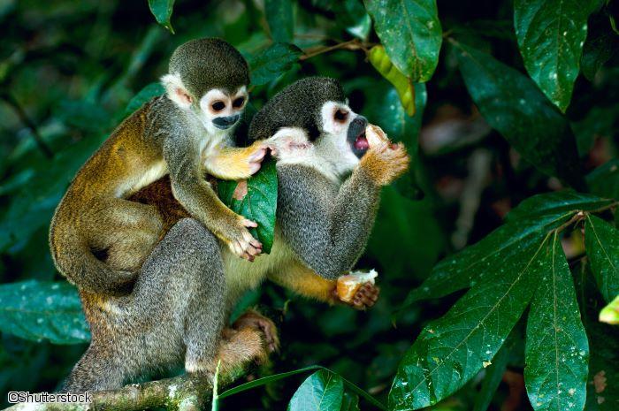Singes en Amazonie