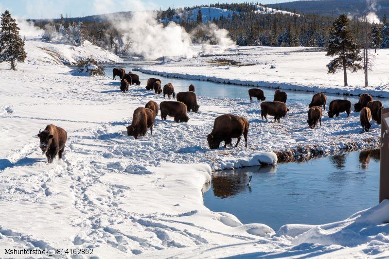 Bisons regroupés proche des geysers dans le parc national de Yellowstone dans le Wyoming en hiver
