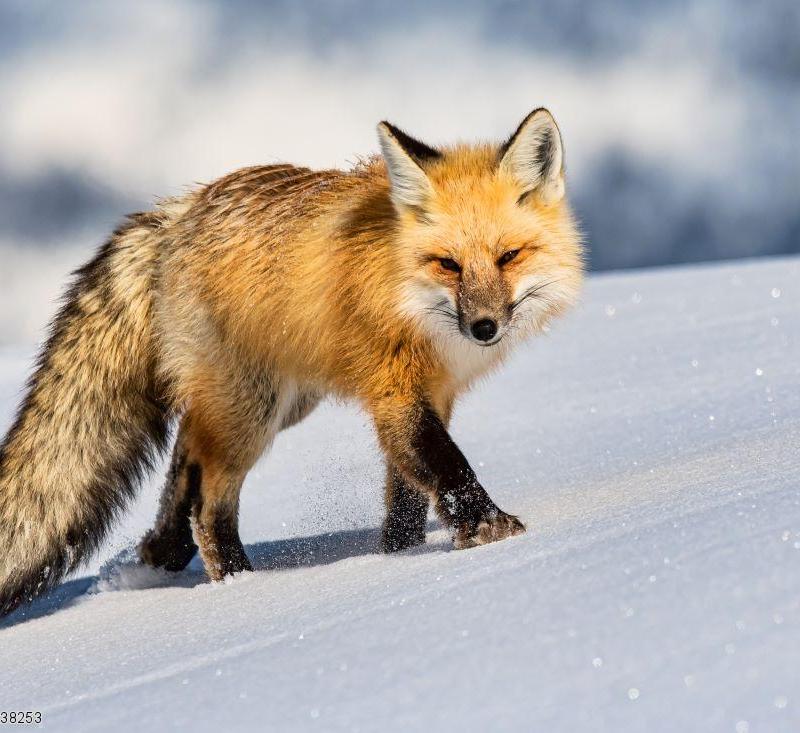 Un renard dans le parc national de Yellowstone en hiver