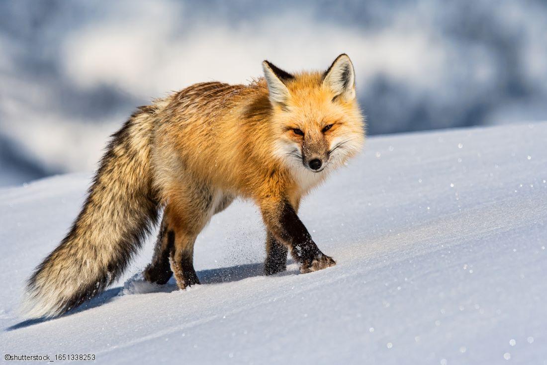 Un renard dans le parc national de Yellowstone en hiver