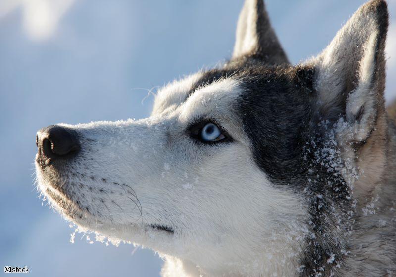 Chiens de traîneau au Québec