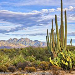 shutterstock_547265233 Saguaro et Four Peaks près de Phoenix, Arizona..jpg