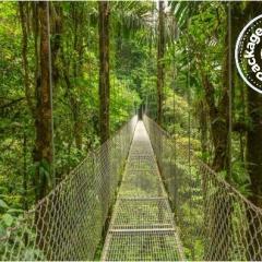 Suspended bridge at natural rainforest park, Monteverde_394454731 - Package dynamique.jpg