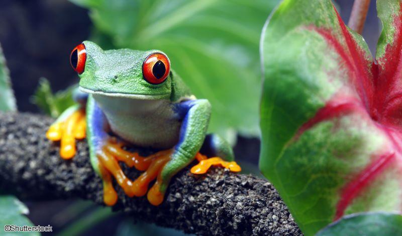 Grenouille au Costa Rica 