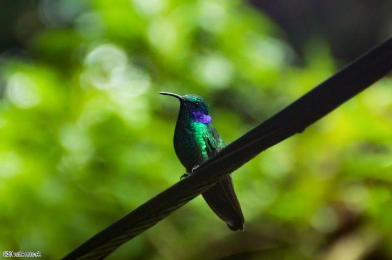 Oiseau du Costa Rica 
