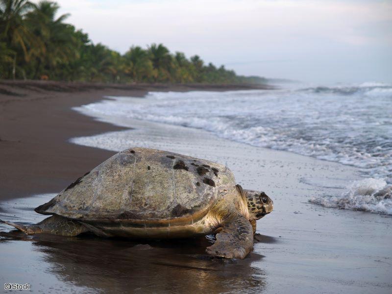 Tortue à Tortuguero