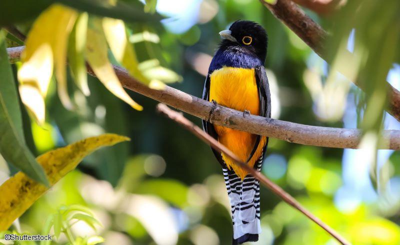 Oiseau du Costa Rica 