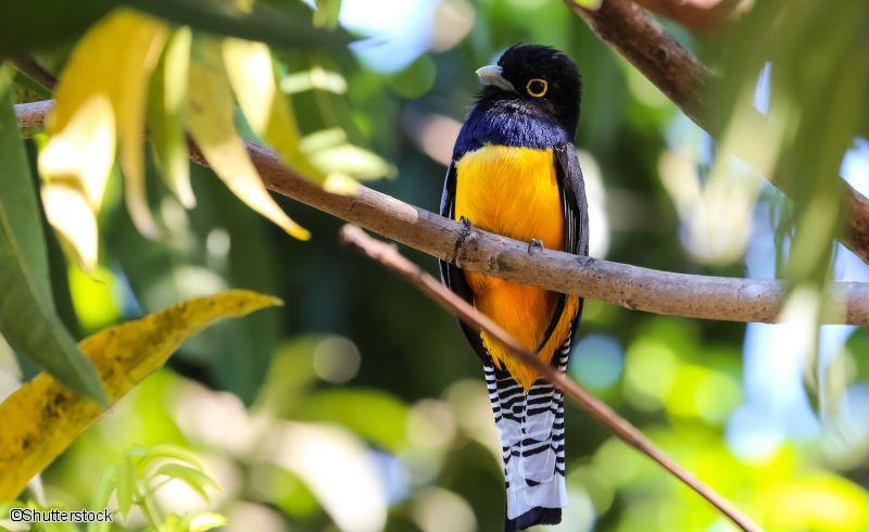 Oiseau du Costa Rica 