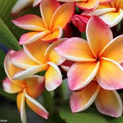 iStock_Frangipani, Plumeria flower.jpg