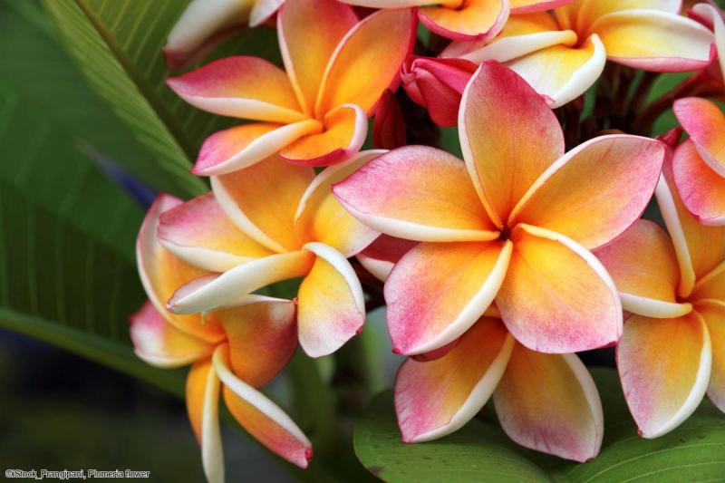 Combiné d'îles Hawaiiennes Oahu, Kauai, Big Island et Maui