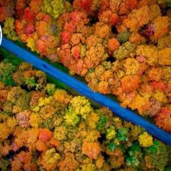 shutterstock_1214011303 aerial view maple leaves.jpg