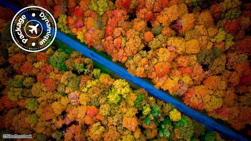 Survol de la forêt canadienne
