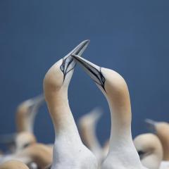 shutterstock_294401996 Northern Gannet pairs on Bonaventure Island near to Perce, Quebec,.jpg