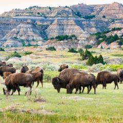 Theodore Roosevelt National Park .jpg