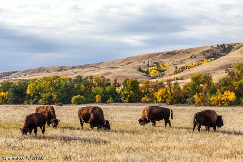 Circuit en voiture dans l'ouest Américain à la découverte des états du North et South Dakota 
