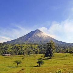 115239340 beautiful red eyed green tree or gaudy leaf frog Agalychnis callidryas©Shutterstock (5).jpg