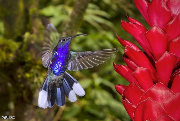 Autotour au Costa Rica