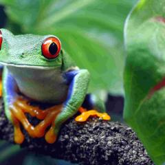 shutterstock_81705364 Red-Eyed Tree Frog.jpg