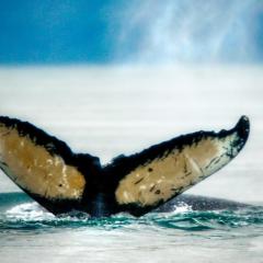 CEL_Alaska_Humpback_Whale_4.jpg