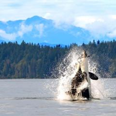canada-voyage-ouest-colombie-britannique-baleine-orque-croisiere-amerigo.jpg