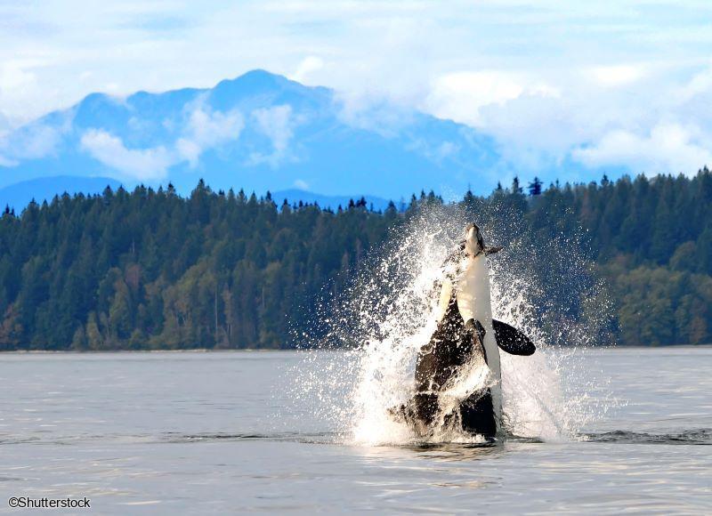 Circuit Joyaux de l'Ouest Canadien : Croisière d'observation des baleines Une orque jaillissant hors de l'eau lors d'une croisière d'observation des baleines dans l'Ouest canadien.