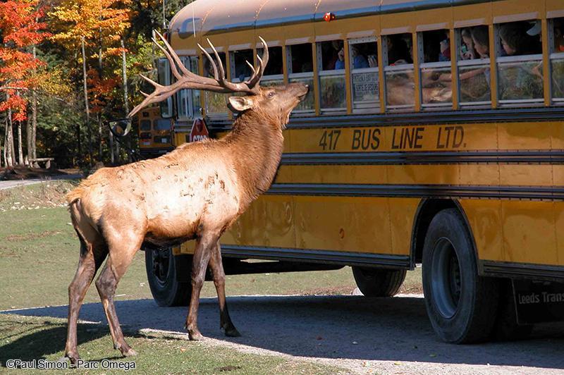 Un cerf majestueux près d'un bus scolaire jaune traditionnel lors d'une visite guidée du Parc Oméga au Canada
