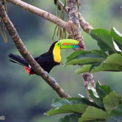 168236852 White-throated Toucan (Ramphastos tucanus)©Shutterstock (3).jpg