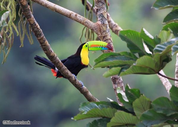 Autotour au Costa Rica