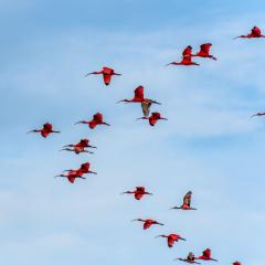 shutterstock_2607466283 Ibis rouges Delta of the Parnaiba River.jpg