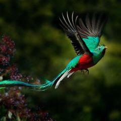 Flying Resplendent Quetzal, Dota_549082930.jpg
