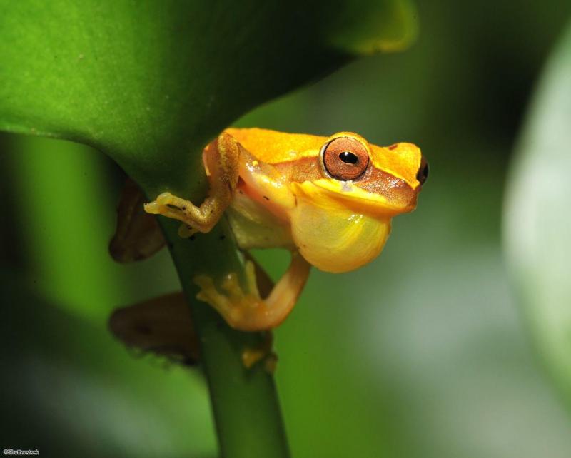 Voyage en petit groupe au Costa Rica