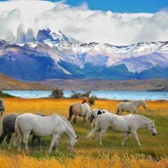 shutterstock_244346728 Beautiful white and gray horses grazing in a meadow near the lake. On the horizon, towering cliffs Torres del Paine.jpg