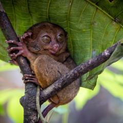 Bohol-19.jpg